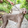 Laisse pour chien OneTigris
