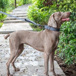 Laisse pour chien OneTigris