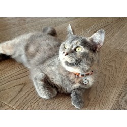 Harnais avec laisse pour chat TrueLove