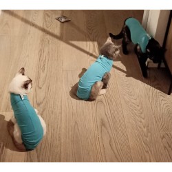 Location de body et de collerette pour chats