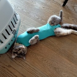 Location de body et de collerette pour chats