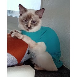 Location de body et de collerette pour chats