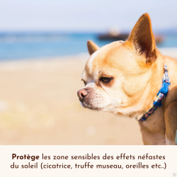 Crème solaire SPF30 Lézarderas-tu ? Dexter&Mango