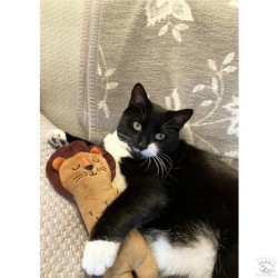 ROSEWOOD peluche eco friendly lion pour chat