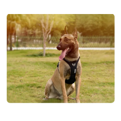 Harnais réfléchissant Truelove renforcé CORDURA