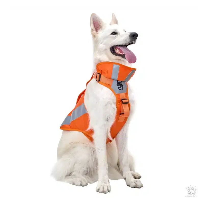 CHIP Safety Harness