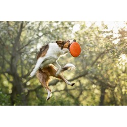 Non-stop Dog flying disc