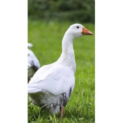Canards et oies à l'herbe
