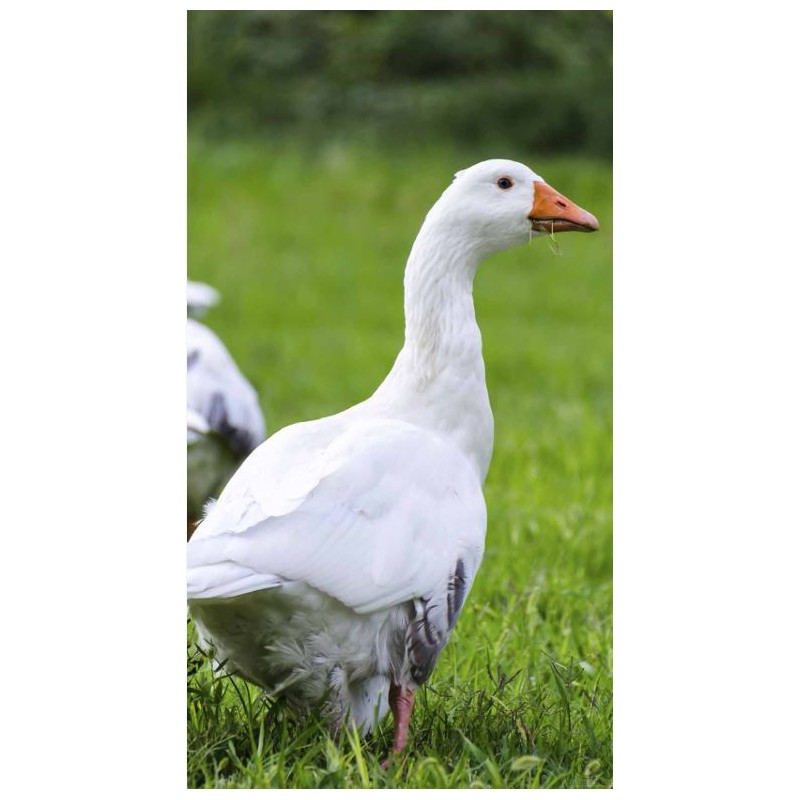 Canards et oies à l'herbe