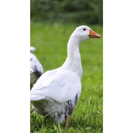 Canards et oies à l'herbe