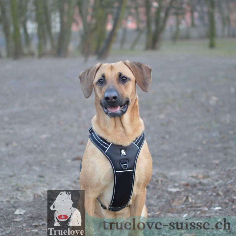 Harnais Truelove Forest