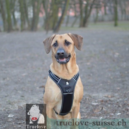 Harnais Truelove Forest