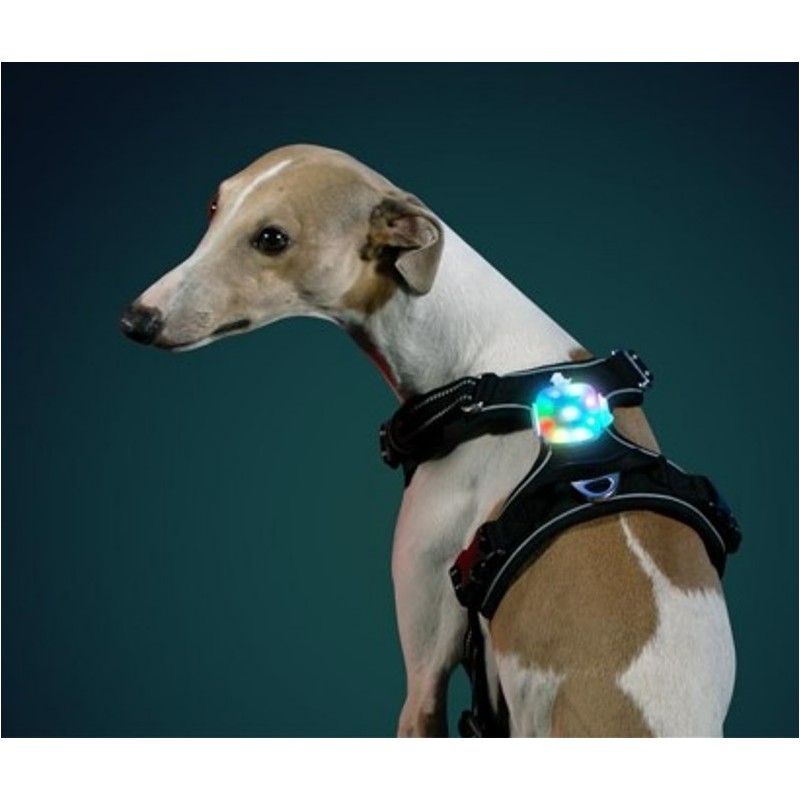 Truelove lampe Led pour harnais, laisse et collier