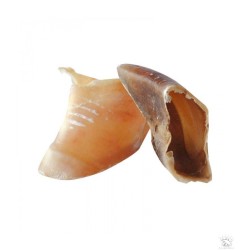 Sabot de veau - en VRAC