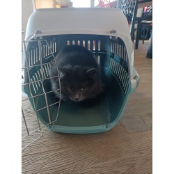 Caisse de transport en plastique recyclé