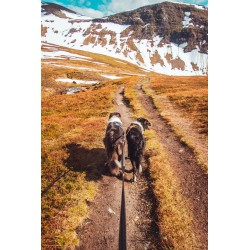 Non-stop Dogwear Strong Leash 3 m