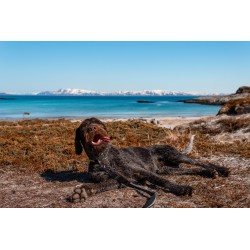 Non-stop Dogwear Strong Leash 3 m