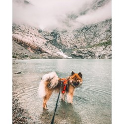 Non-stop Dogwear Strong Leash 3 m