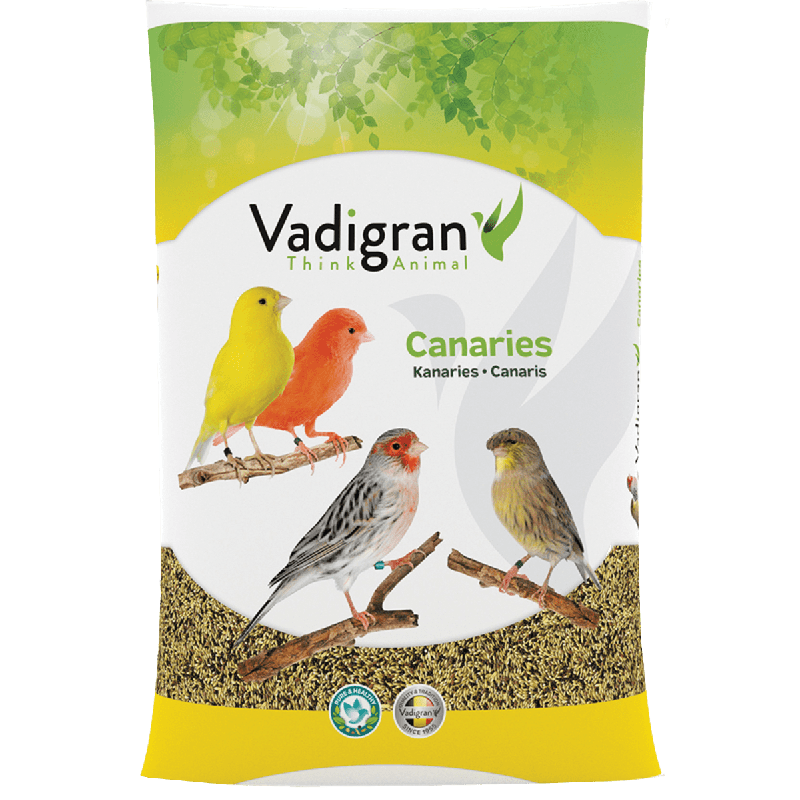 Canaris Posture & Show Vadigran