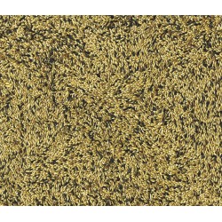 Canaris Posture & Show Vadigran