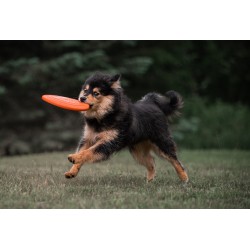 Non-stop Trail quest leash Rachel Pohl edition