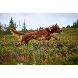 Non-stop Trail quest collar